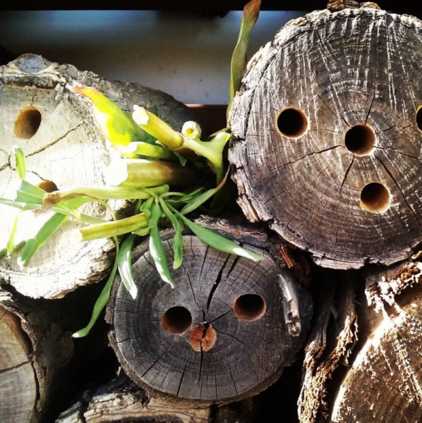 Screen Shot 2018-11-18 at 9.38.45 PM Native Bee House